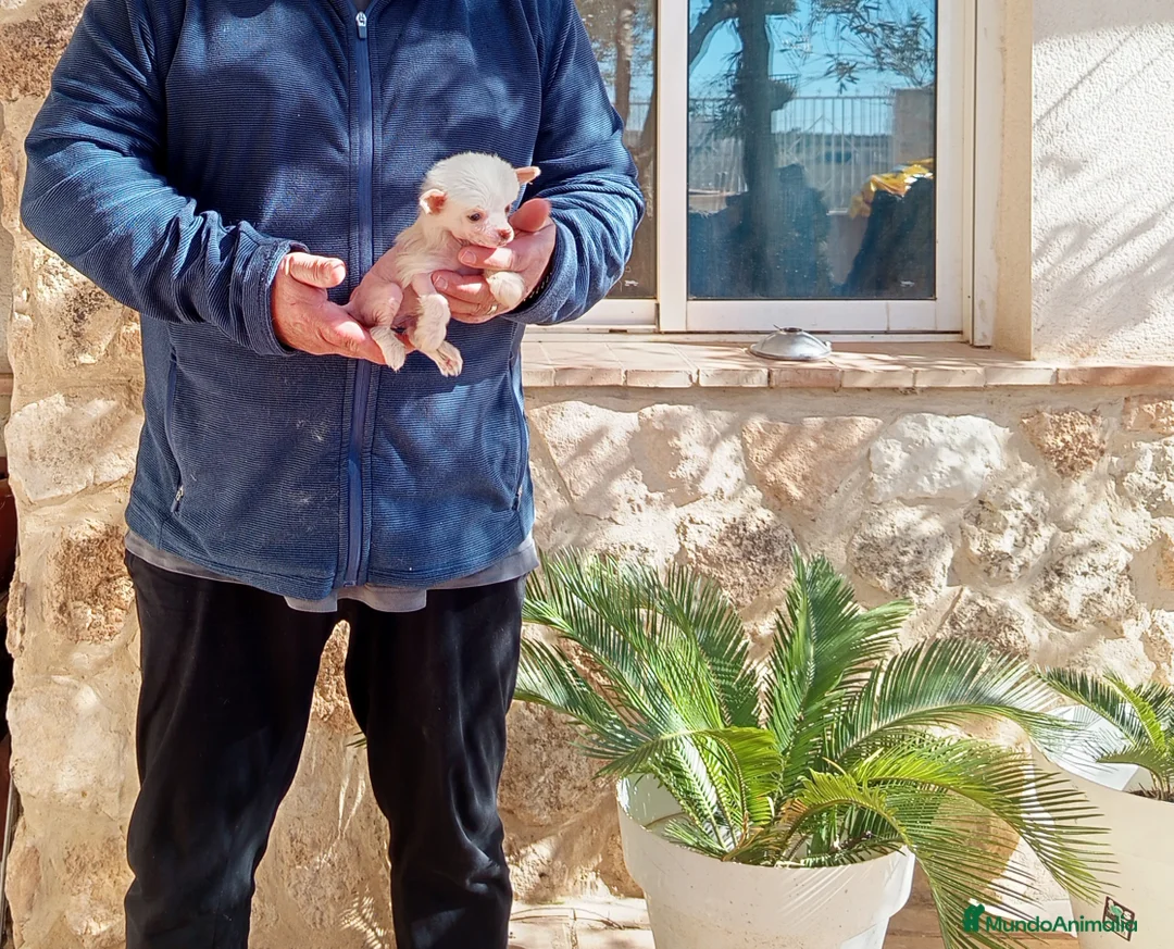 Perro Crestado Chino perros en venta: Crestada china diminuta  - Anuncio 3