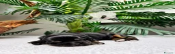 Cocker Spaniel Inglés perros en venta: COCKER SPANIEL INGLES  - Anuncio 15