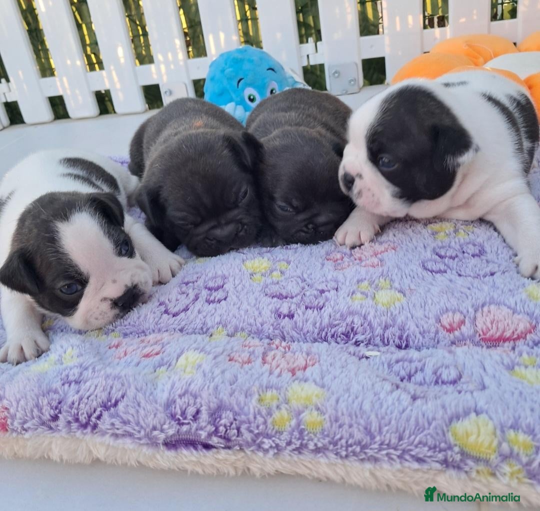 Bulldog Francés perros Bebés Bulldog Francés  - Anuncio 2