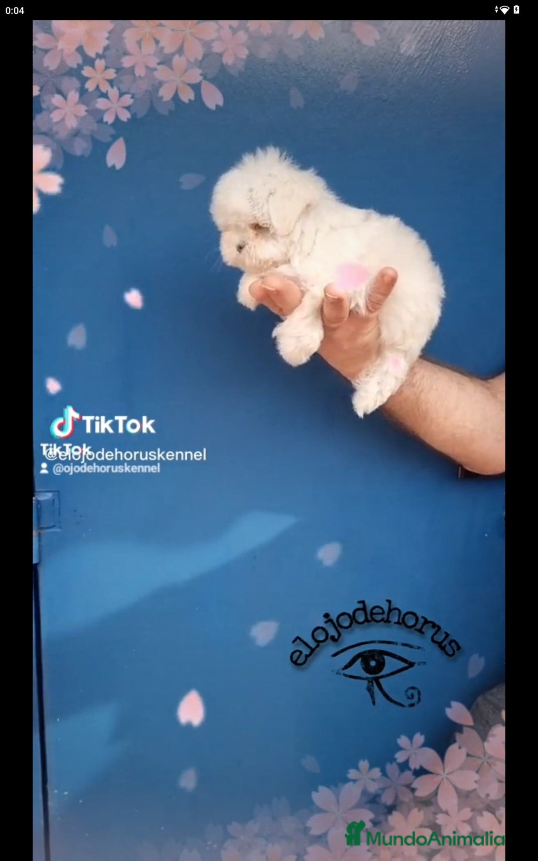 Bichón Maltés perros en venta: Coreano macho bichon maltés🩷 - Imagen 2