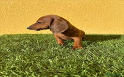 Teckel Miniatura perros en venta: Macho Teckel Miniatura merle chocolate diluido - Imagen 11