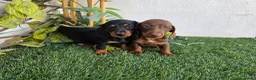 Teckel Miniatura perros en venta: TECKEL KANNINCHEN  - Anuncio 1