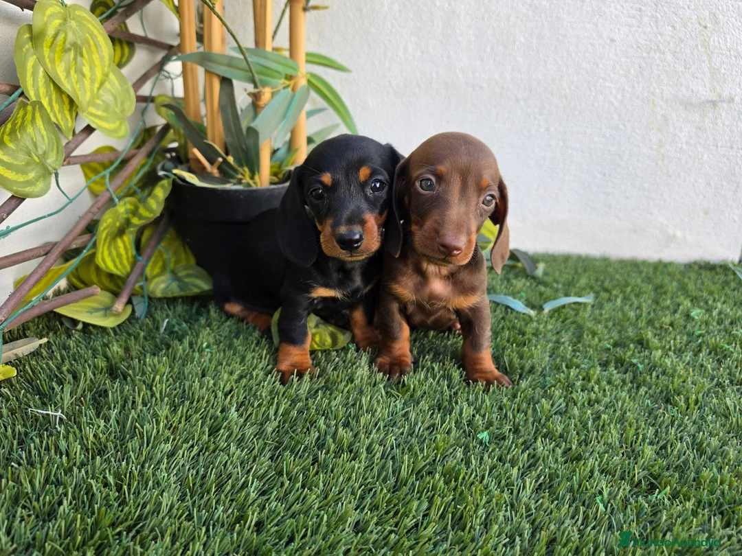 Teckel Miniatura perros en venta: TECKEL KANNINCHEN  - Anuncio 1