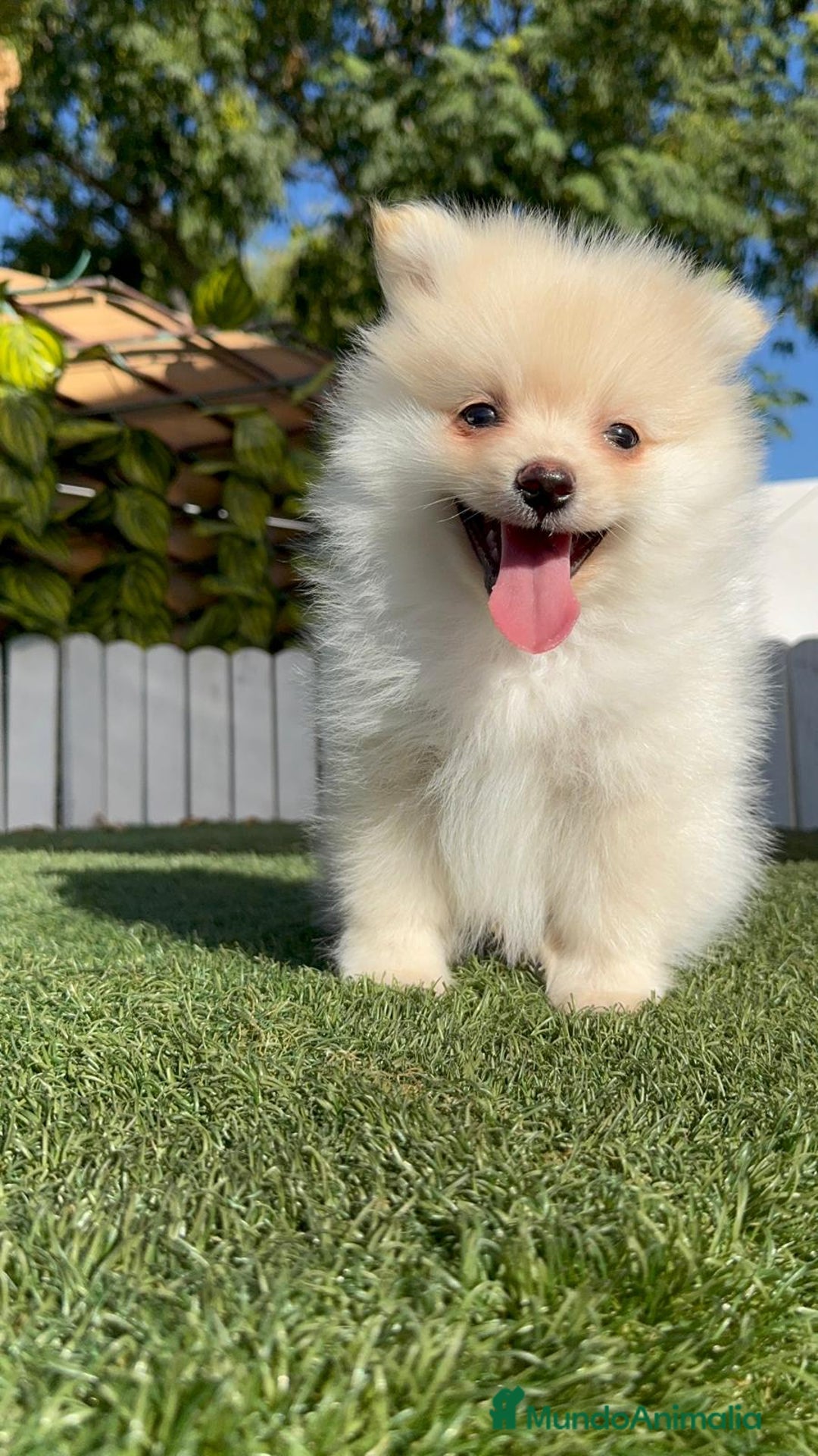 Pomerania perros en venta: POMERANIA - Imagen 29