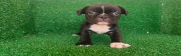 Bulldog Francés perros en venta: Bulldog francés  - Anuncio 2
