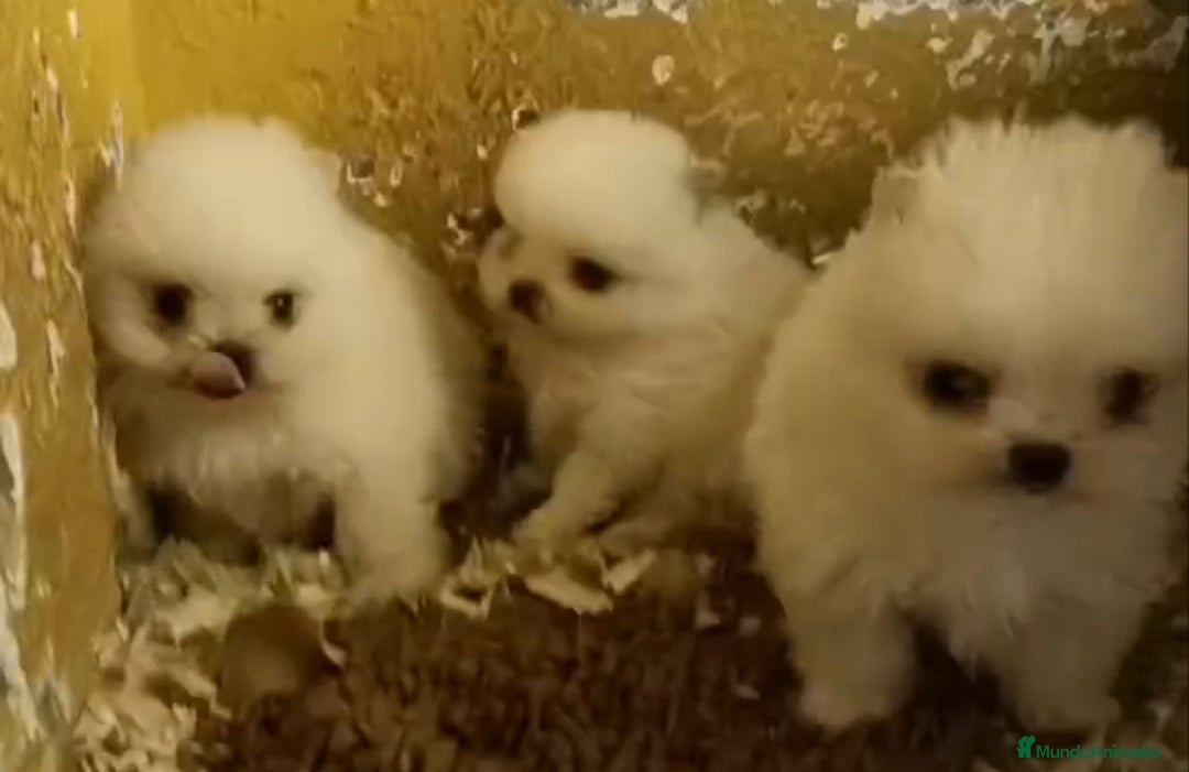 Pomerania perros en venta: Cachorros de Pomerania  - Anuncio 2