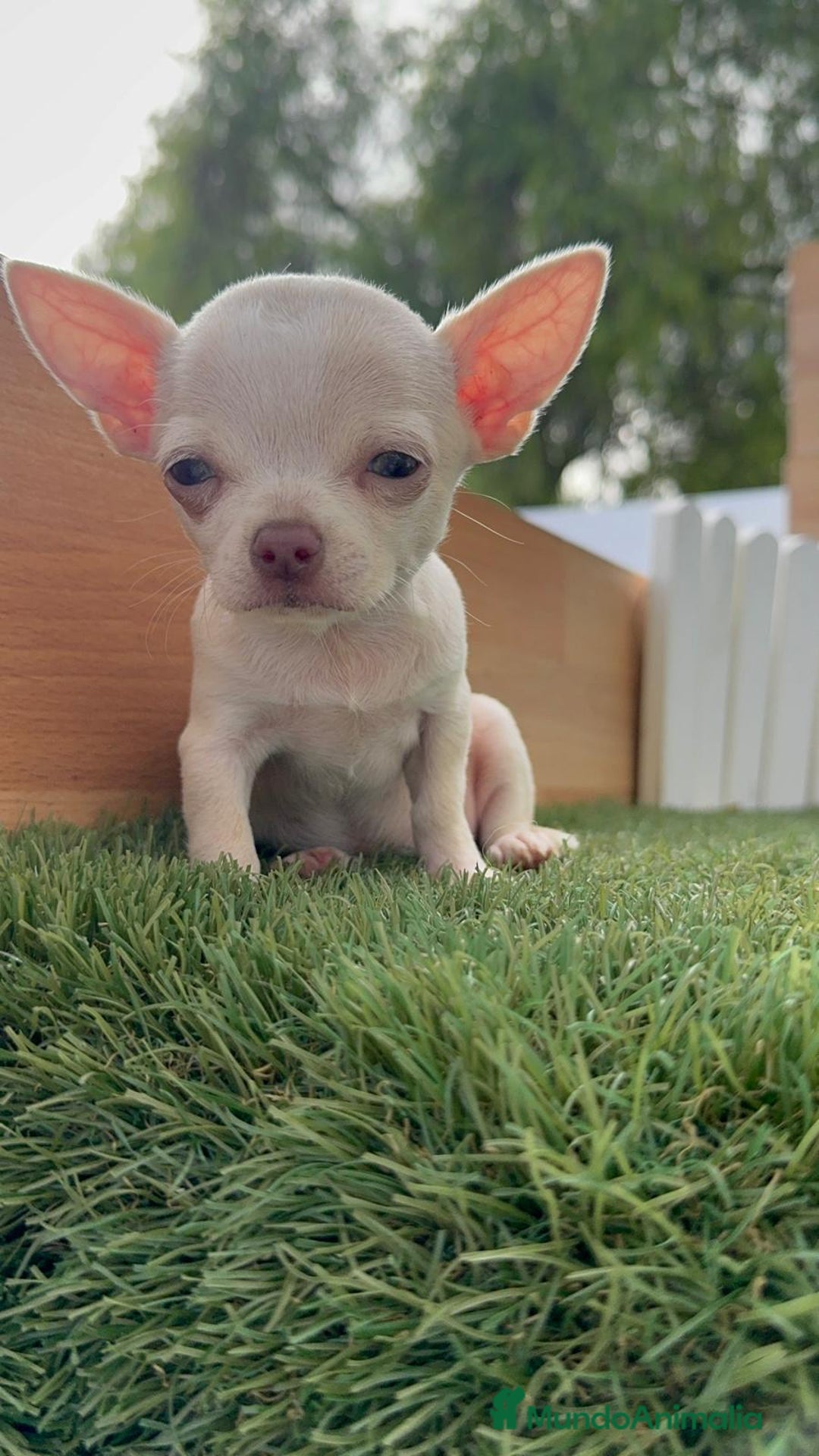 Chihuahua perros en venta: CHIHUAHUA HEMBRA BLANCA - Imagen 3