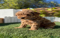 Caniche Toy perros en venta: CANICHE TOY MACHO - Anuncio 10