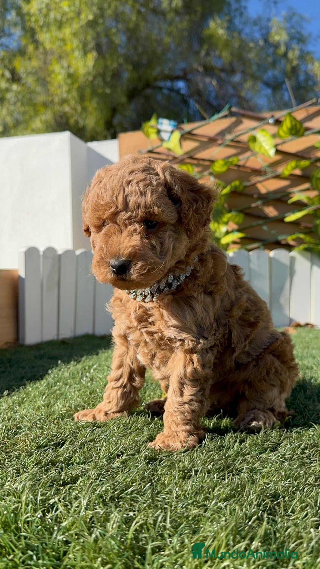 Caniche Toy perros en venta: CANICHE TOY MACHO - Anuncio 10