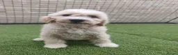 Perro de Agua Español perros en venta: 650€ 🔥🔥🔥 en Palencia - Anuncio 2