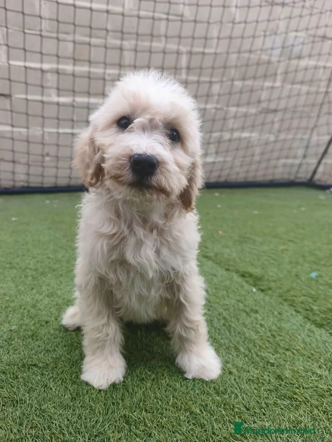 Perro de Agua Español perros en venta: 650€ 🔥🔥🔥 en Palencia - Anuncio 2