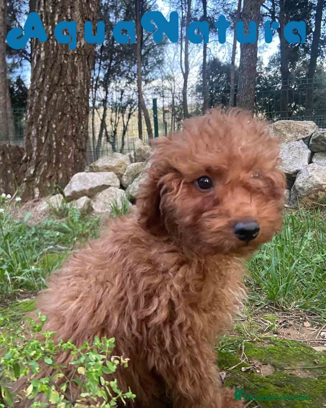 Caniche Enano perros Caniche Macho de Bella y Can 2020 AQUANATURA - Anuncio 1