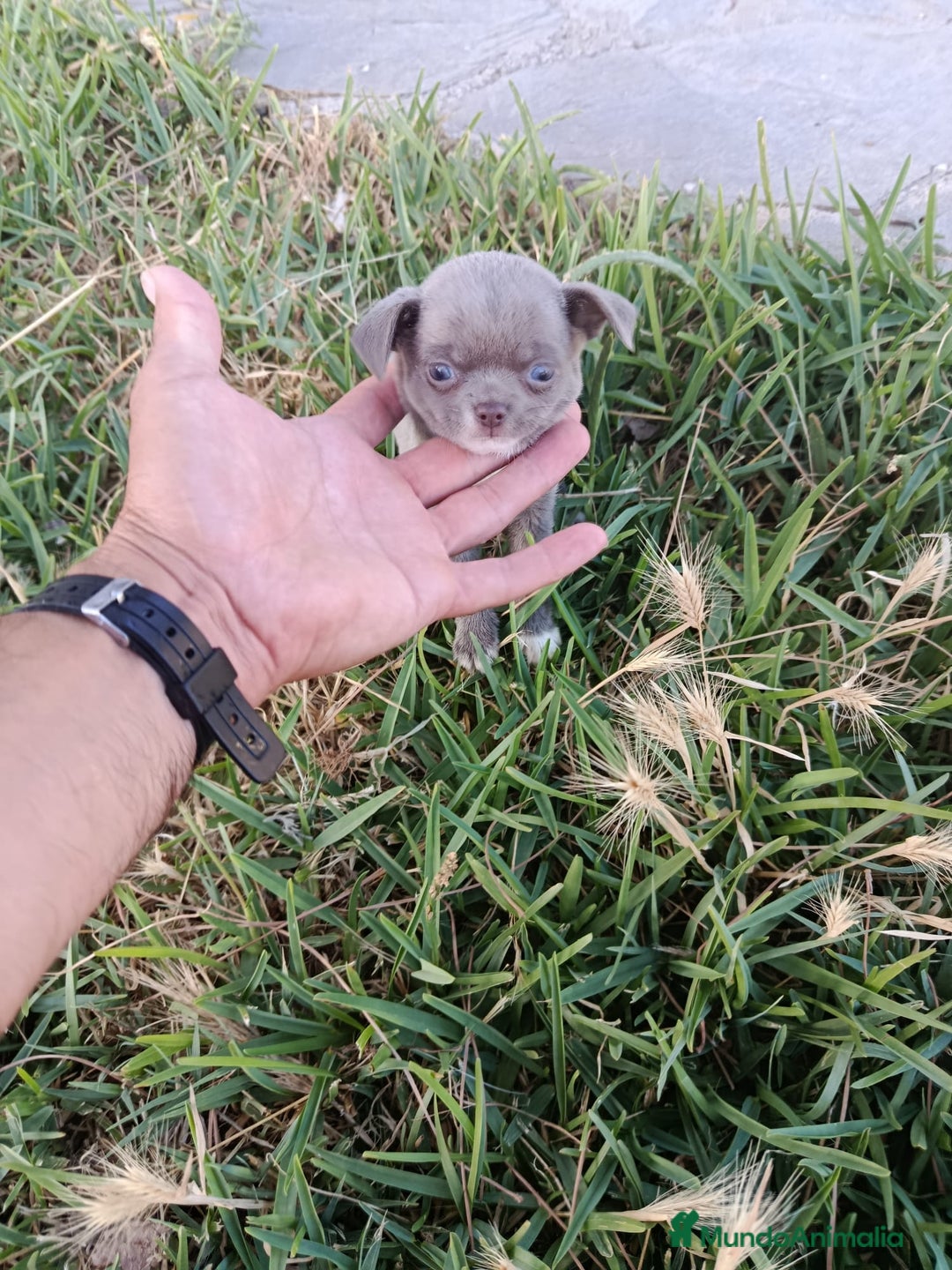 Chihuahua perros en venta: 🐶✨ Cachorros Chihuahua de Línea Exclusiva ✨🐶 - Imagen 10