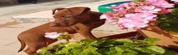 Pinscher Miniatura perros en venta: Mini pinscher rojo🐾🐶 en Sevilla - Anuncio 2