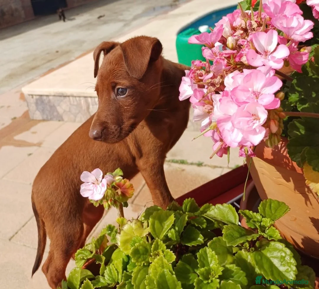Pinscher Miniatura perros en venta: Mini pinscher rojo🐾🐶 en Sevilla - Anuncio 2