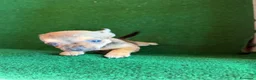 Chihuahua perros en venta: Chihuhua  - Anuncio 6