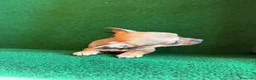 Chihuahua perros en venta: Chihuhua  - Anuncio 3