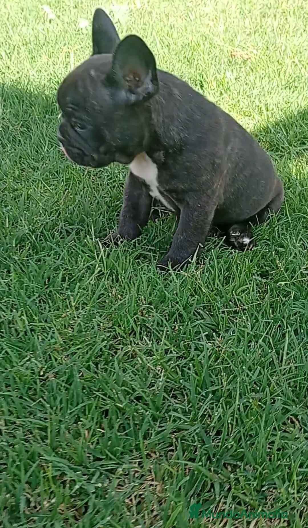 Bulldog Francés perros Bulldog francés ((PRECIO REAL)) - Anuncio 36