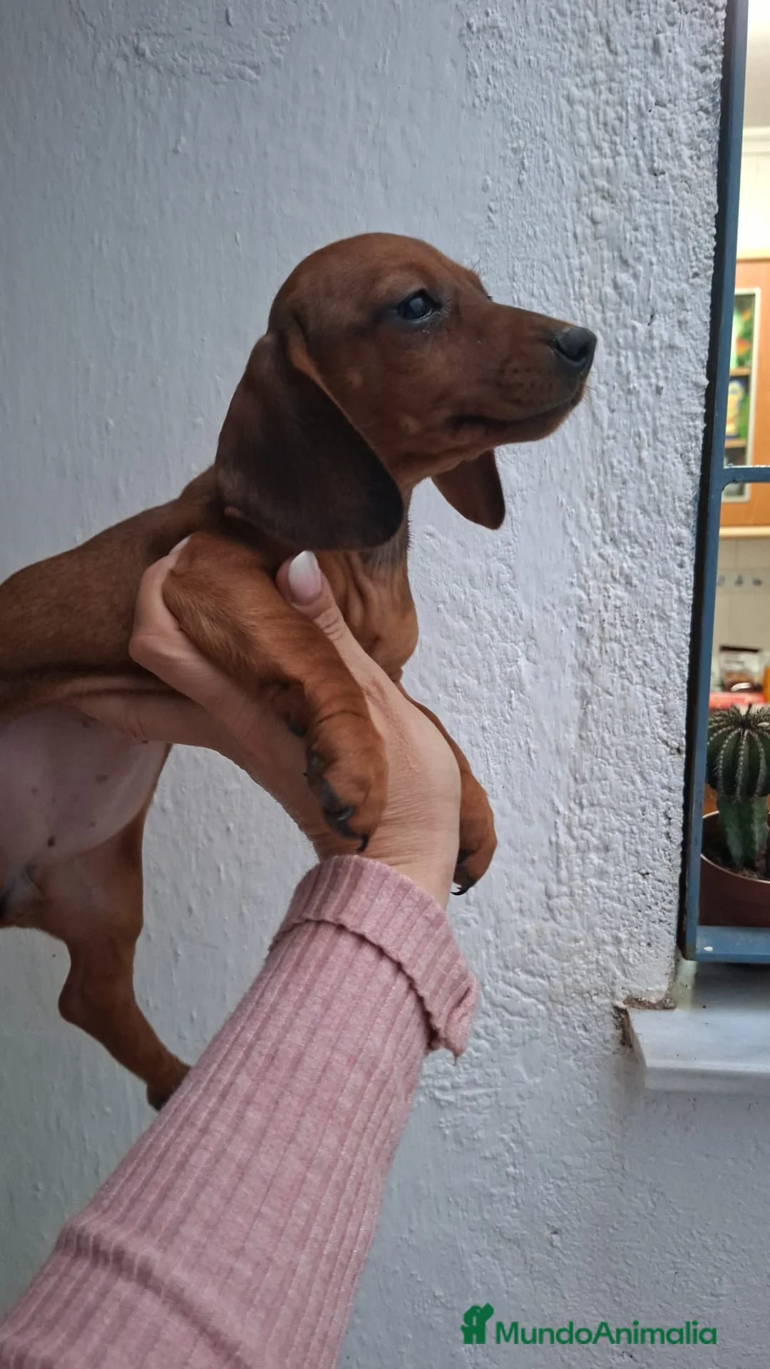 Teckel Miniatura perros en venta: Teckel  - Anuncio 3