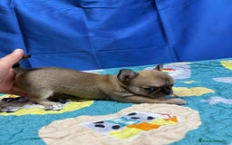 Chihuahua perros en venta: Chihuahua exótico línea rusa - Imagen 6