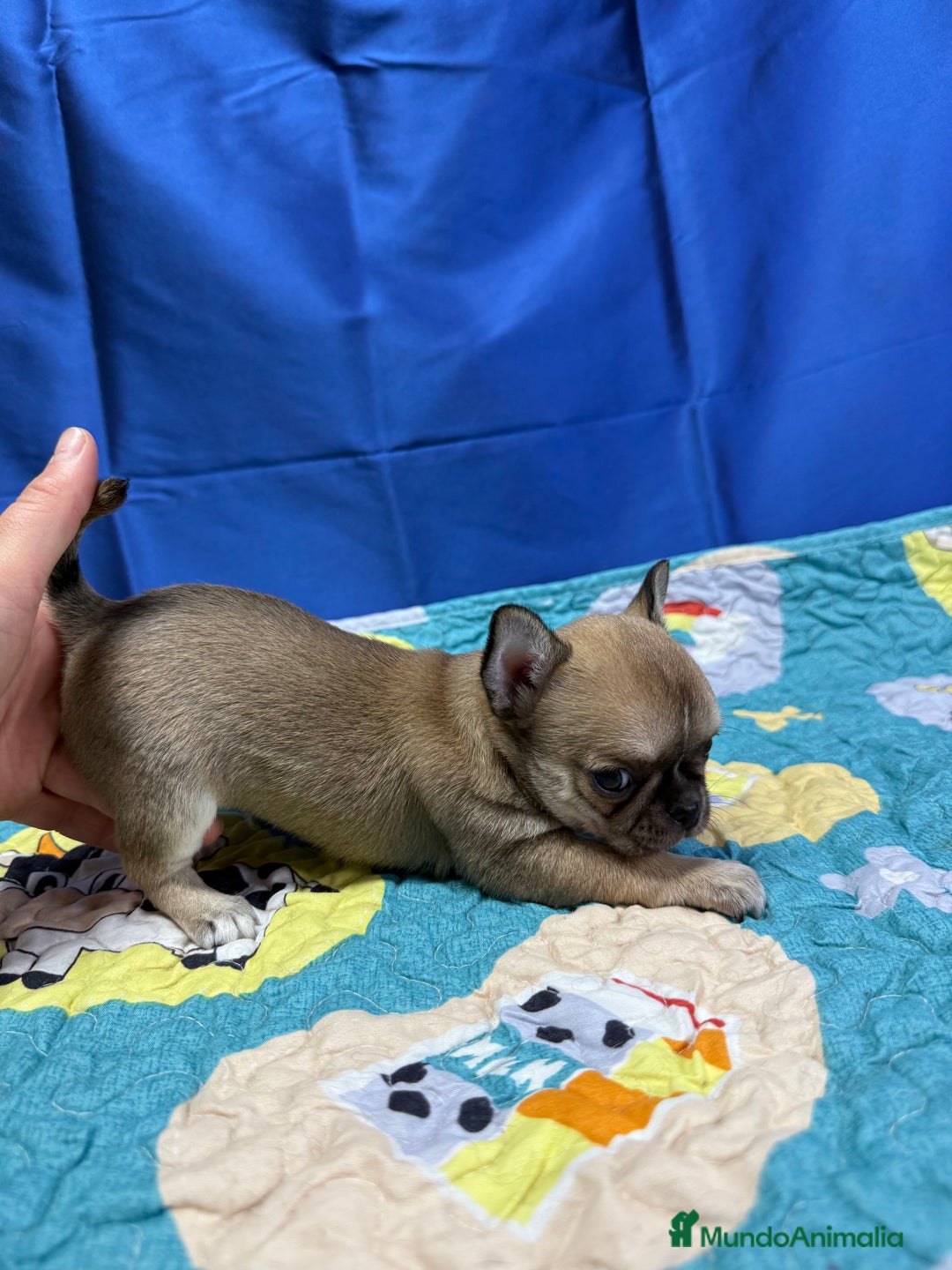Chihuahua perros en venta: Chihuahua exótico línea rusa - Imagen 6