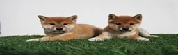 Shiba Inu perros en venta: Cachorros de Shiba Inu del Alto del Pago - Anuncio 4