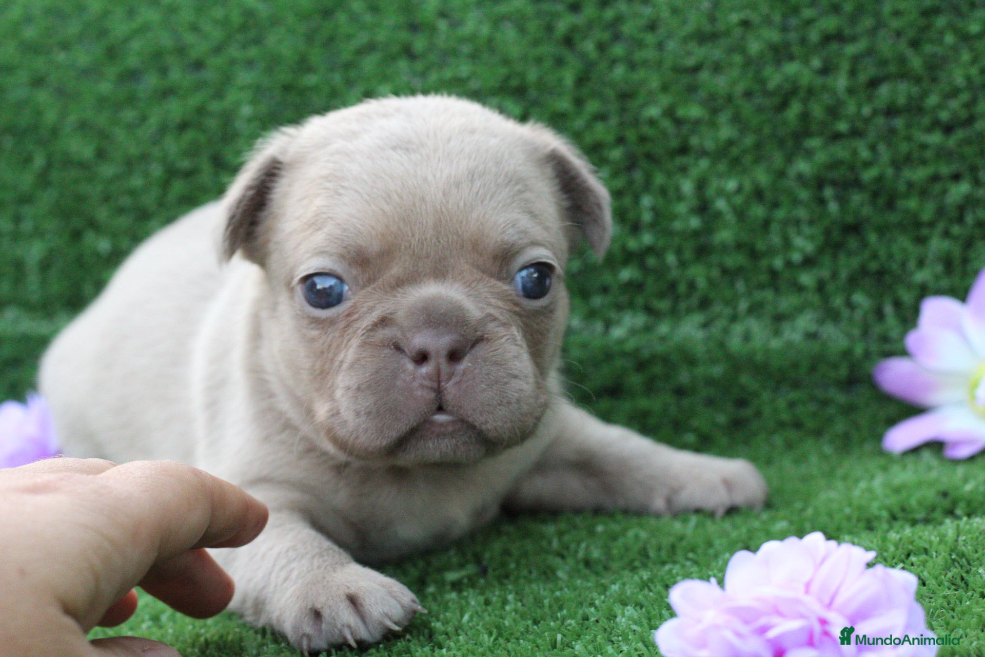 Bulldog Francés perros Bulldog francés exóticos  - Anuncio 2