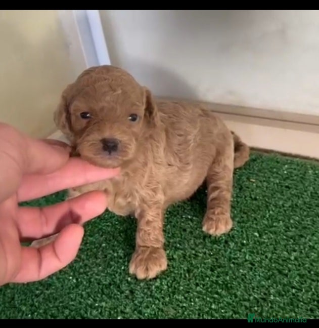 Caniche Enano perros Caniches enanos  - Anuncio 1