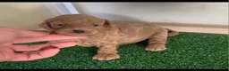 Caniche Enano perros en venta: Caniches enanos  - Anuncio 2