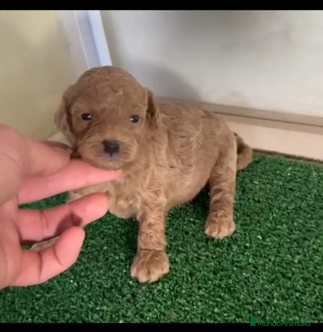 Caniche Enano perros en venta: Caniches enanos  - Anuncio 2