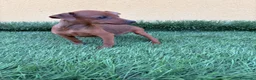 Pinscher Miniatura perros en venta: Mini Pinscher toy macho  - Anuncio 11