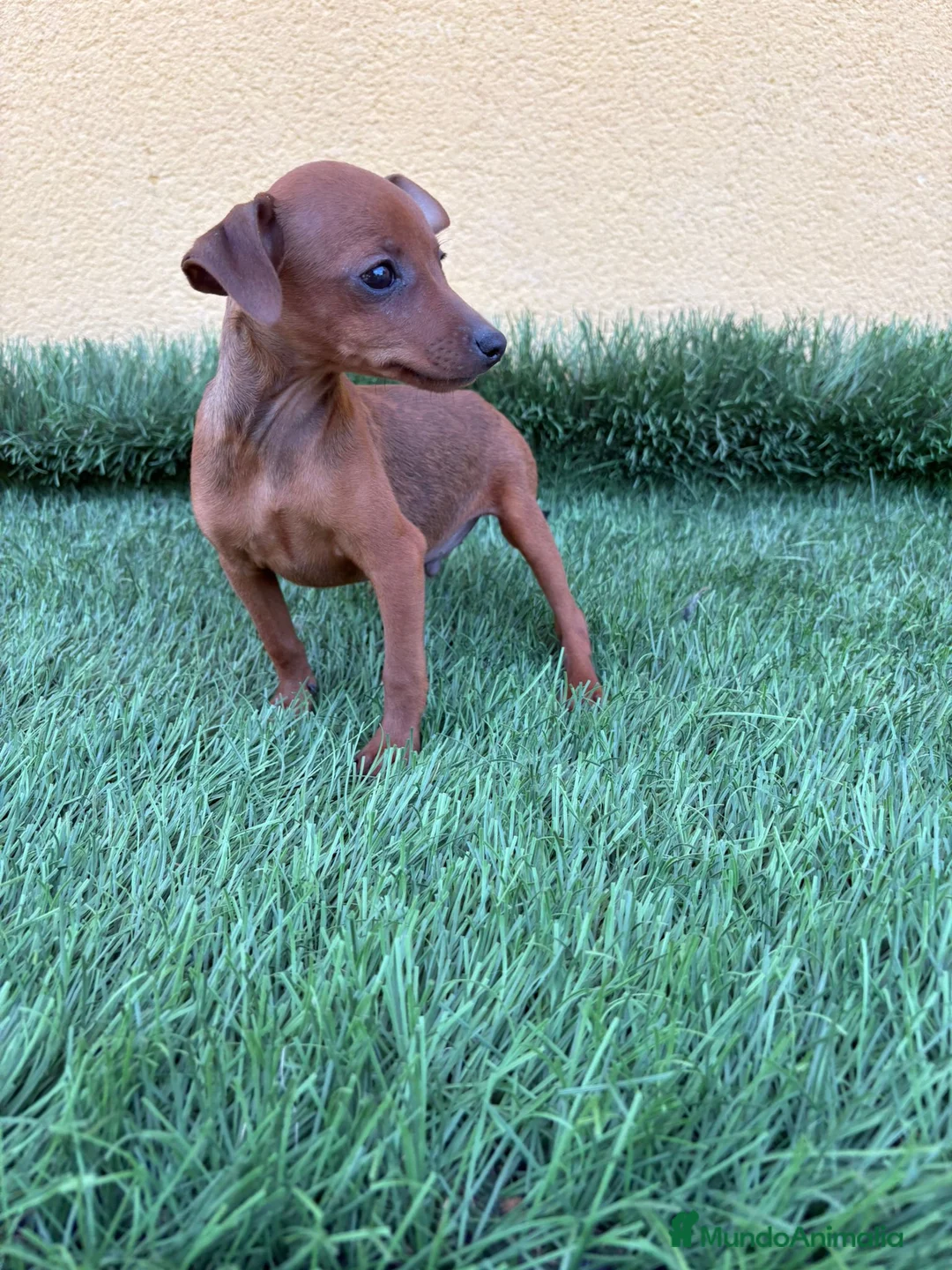 Pinscher Miniatura perros en venta: Mini Pinscher toy macho  - Anuncio 11