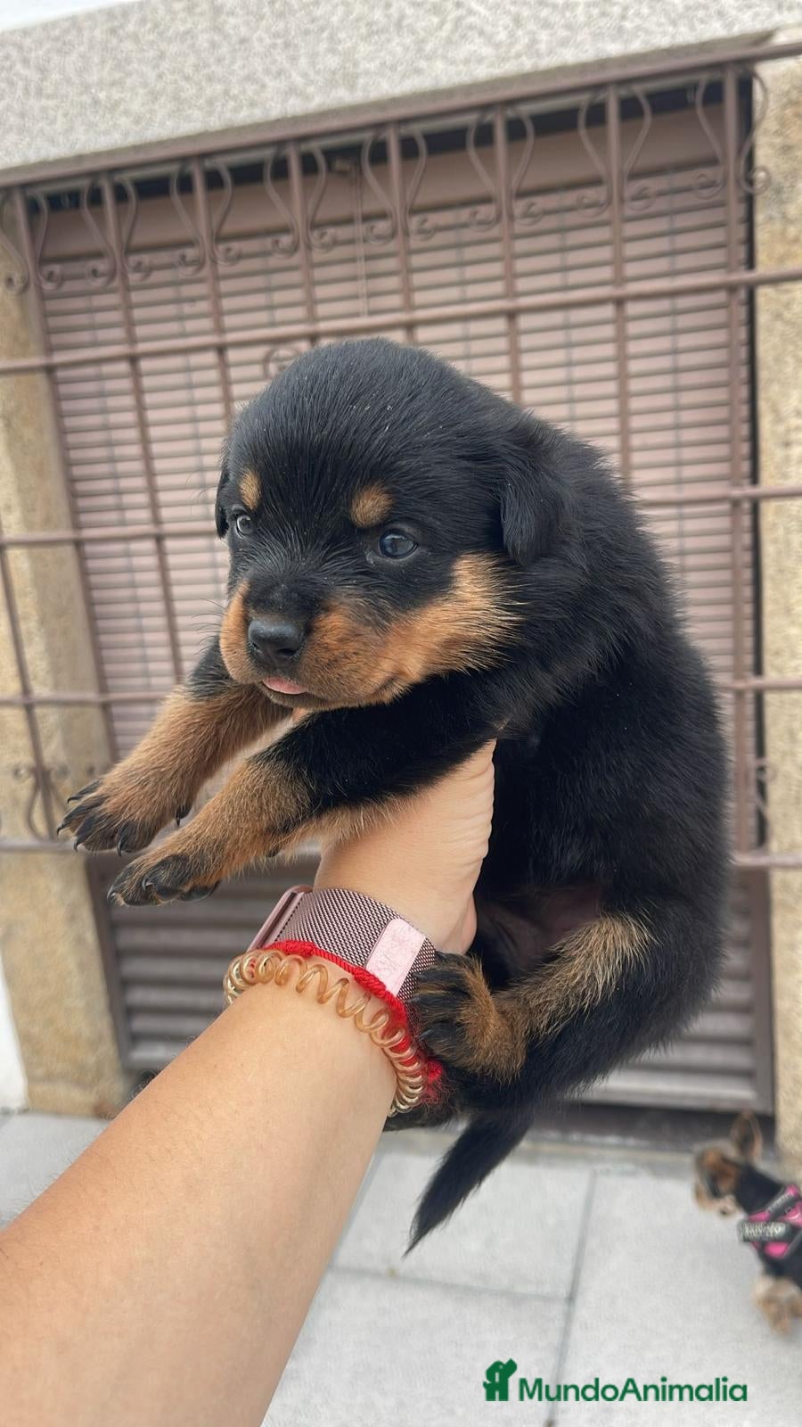 Rottweiler perros ROTTWEILER, ENTREGA INMEDIATA  - Anuncio 1