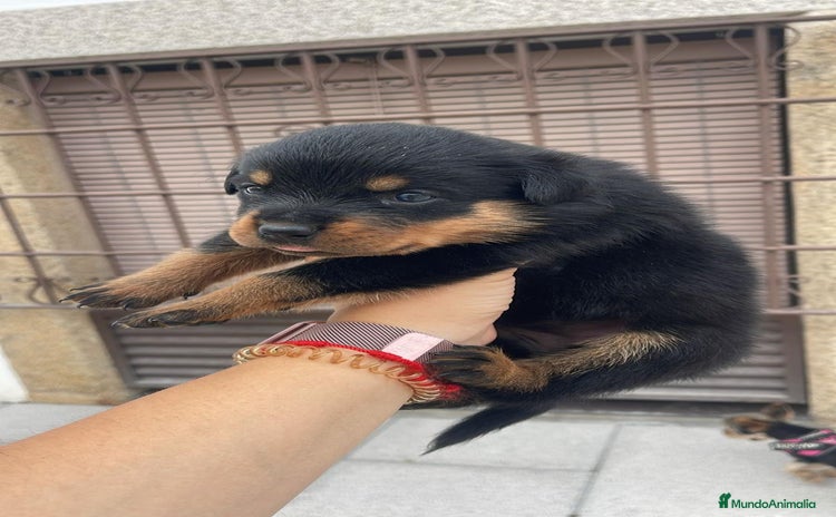 Rottweiler perros ROTTWEILER, ENTREGA INMEDIATA  - Anuncio 2