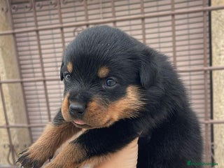 Rottweiler perros ROTTWEILER, ENTREGA INMEDIATA - Anuncio 2