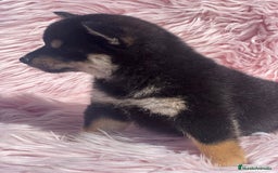 Shiba Inu perros en venta: Shiba inu negra fuego  - Imagen 3