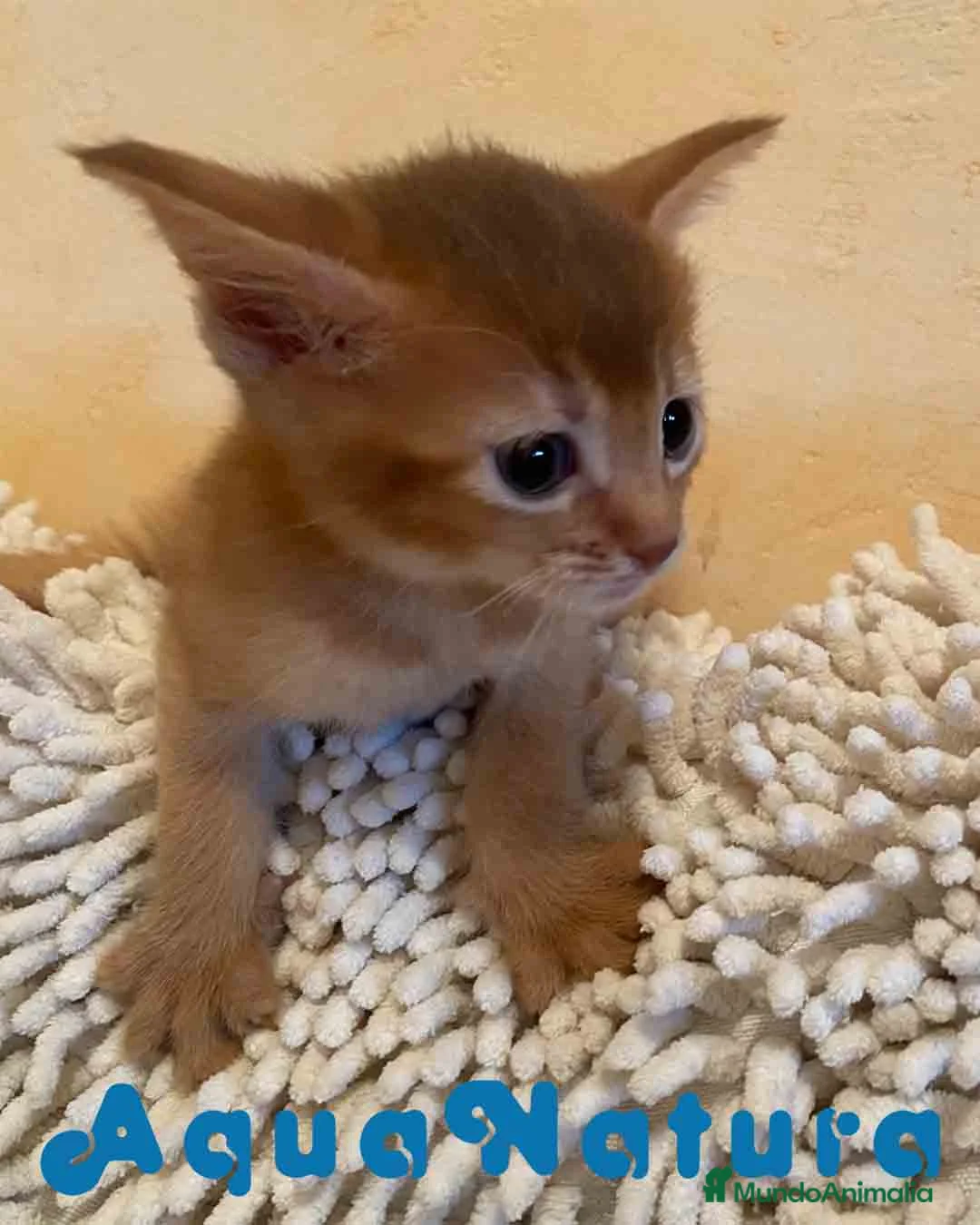 Abisinio gatos en venta:  Abisinio Hembra de Santa 1836 - AQUANATURA en Barcelona - Anuncio 3