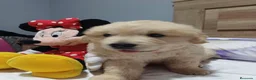 Golden Retriever perros en venta: Golden retriever 🐶🐾🔥 en Málaga - Anuncio 3