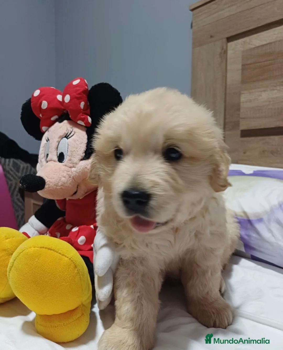 Golden Retriever perros en venta: Golden retriever 🐶🐾🔥 en Málaga - Anuncio 3