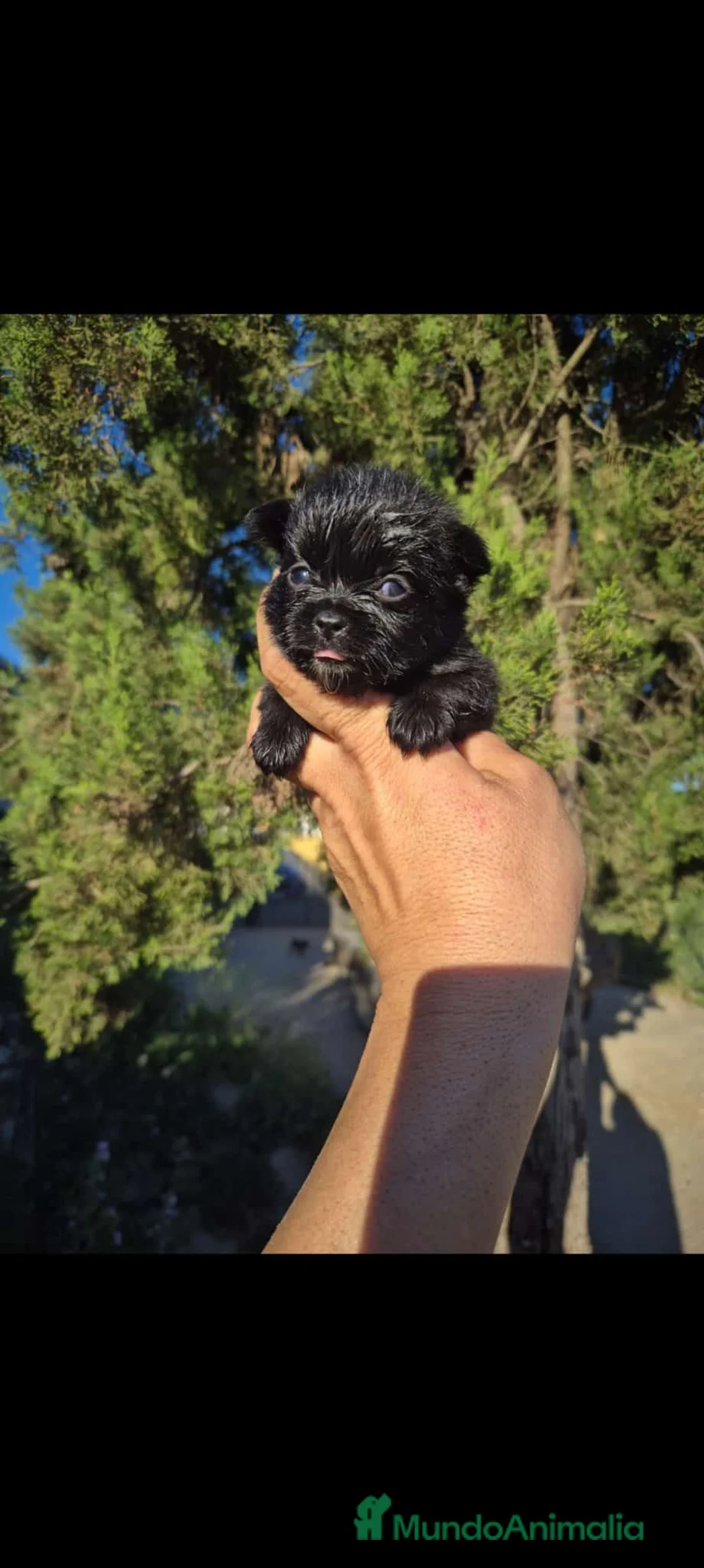 Chihuahua perros en venta: Chihuahua  - Anuncio 1