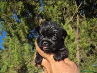 Chihuahua perros Chihuahua - Anuncio 1