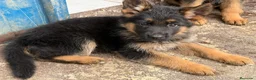 Pastor Alemán perros en venta: Cachorros pastor alemán Pedigree excelente  - Anuncio 6