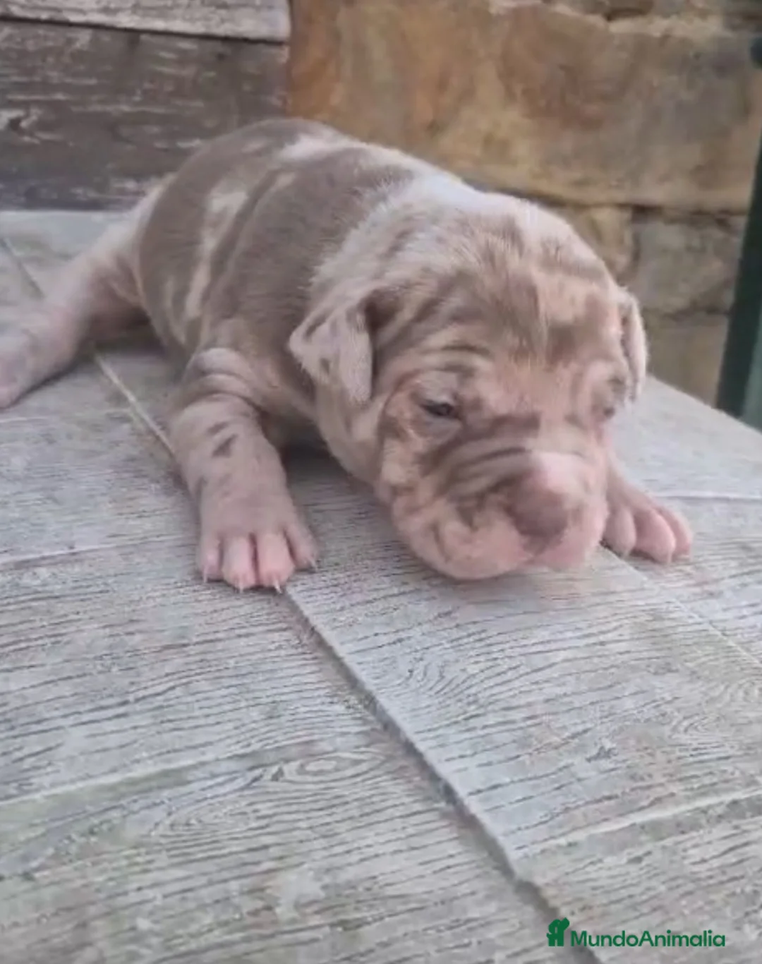 American Pit Bull Terrier perros en venta: Pitbull Merle ojos azules – Exclusivos en Asturias - Anuncio 6