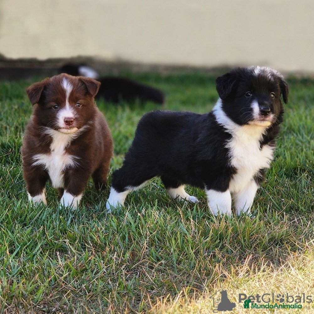 Border Collie perros border collie  - Anuncio 1