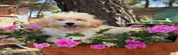 Maltipoo perros en venta: Maltipoo toy listo para entregar !!! - Anuncio 1