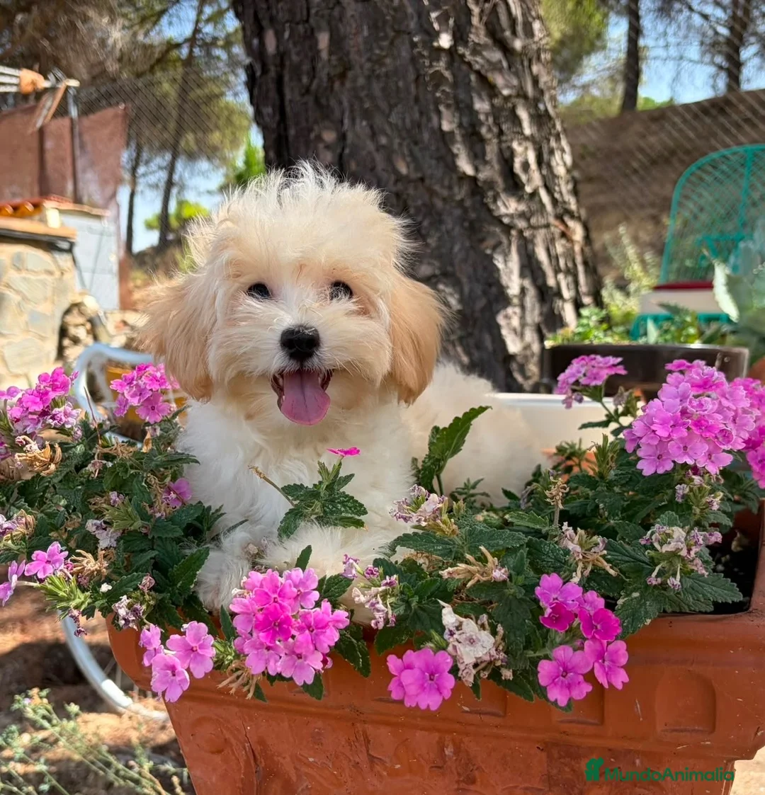 Maltipoo perros en venta: Maltipoo toy listo para entregar !!! - Anuncio 1