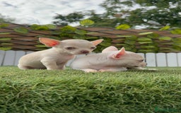 Chihuahua perros en venta: CHIHUAHUA HEMBRA BLANCA - Imagen 7