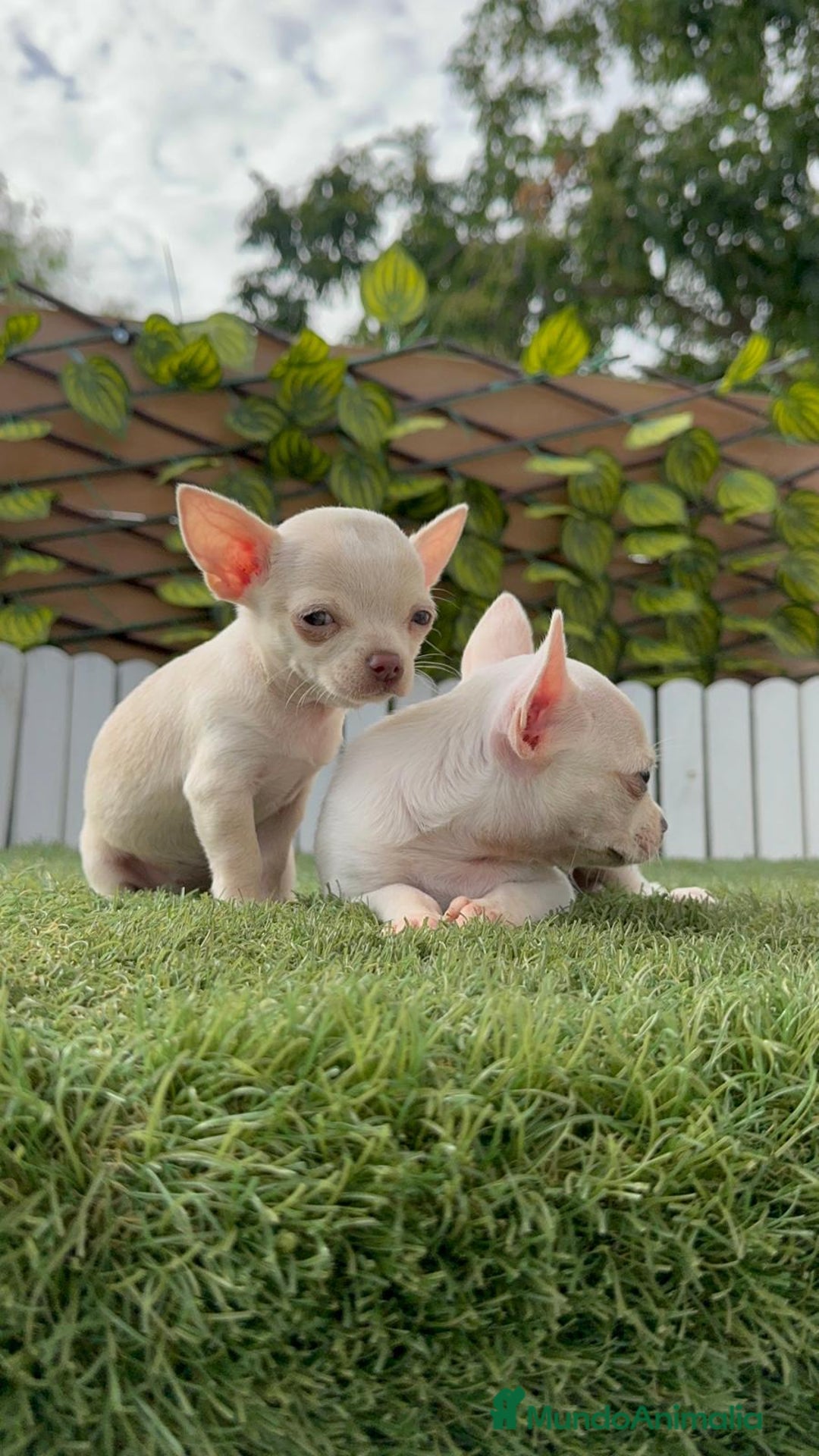 Chihuahua perros en venta: CHIHUAHUA HEMBRA BLANCA - Imagen 7
