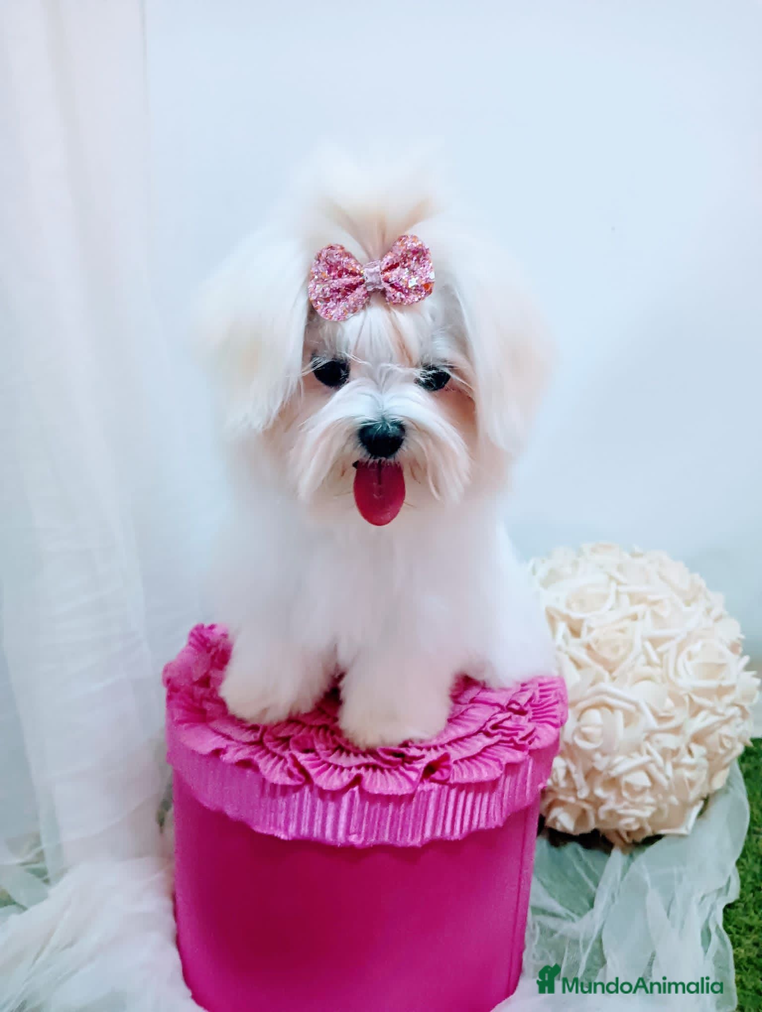 Bichón Maltés perros Bichón maltes coreano - Anuncio 2