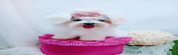 Bichón Maltés perros en venta: Bichón maltes coreano - Anuncio 1